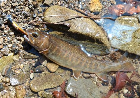 雪の残る渓流でルアーフィッシング ～長良川水系～